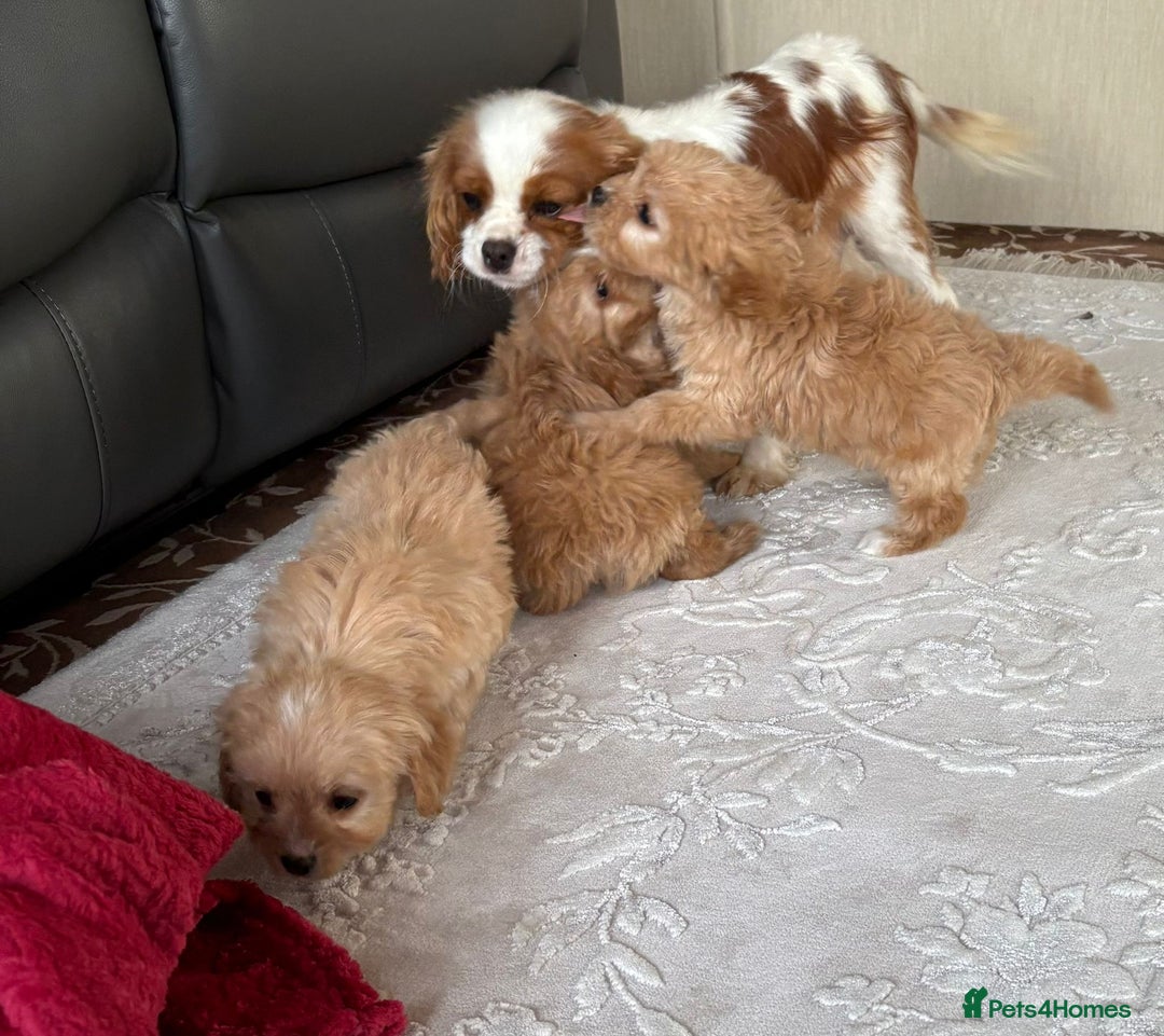 Cavapoo dogs for sale: Beautiful cavapoos ready now - Advert 4