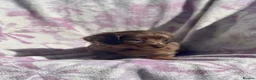 Miniature Dachshund dogs for sale: Miniature long haired dachshund  in Leeds - Advert 13