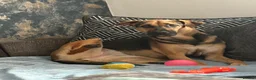 Mixed Breed dogs for sale: Are beautiful roxy - Advert 12