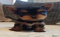 Yorkshire Terrier dogs for sale: Gorgeous puppies❤️❤️🩵🩵 - Advert 1