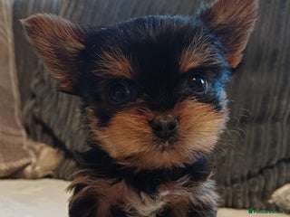 Yorkshire Terrier dogs Gorgeous puppies❤️❤️🩵🩵 - Advert 9