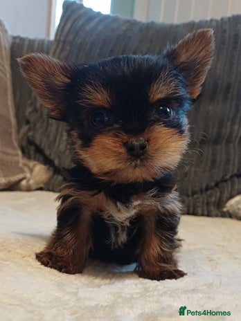 Yorkshire Terrier dogs Gorgeous puppies❤️❤️🩵🩵 - Advert 1