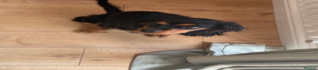Rolo