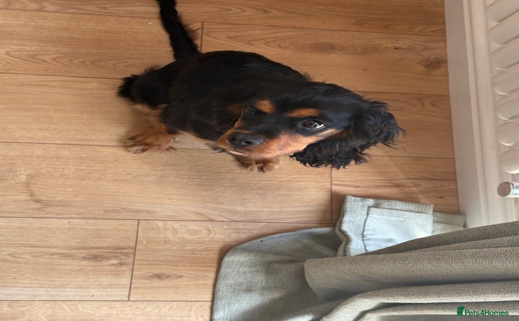 Cavalier King Charles Spaniel dogs - Advert 13