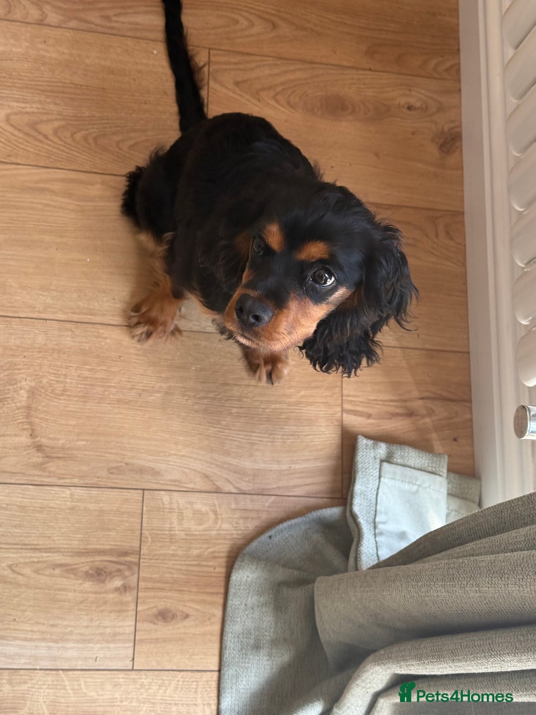 Cavalier King Charles Spaniel dogs for sale: Cavalier King Charles Spaniel Puppy - Image 1