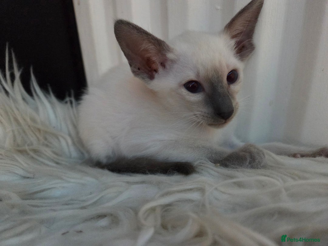 Siamese cats for sale: Siamese and Oriental Kittens  - Image 7
