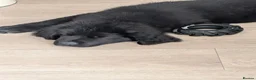 Newfoundland dogs for sale: 9 weeks old Newfoundland puppy  - Advert 2