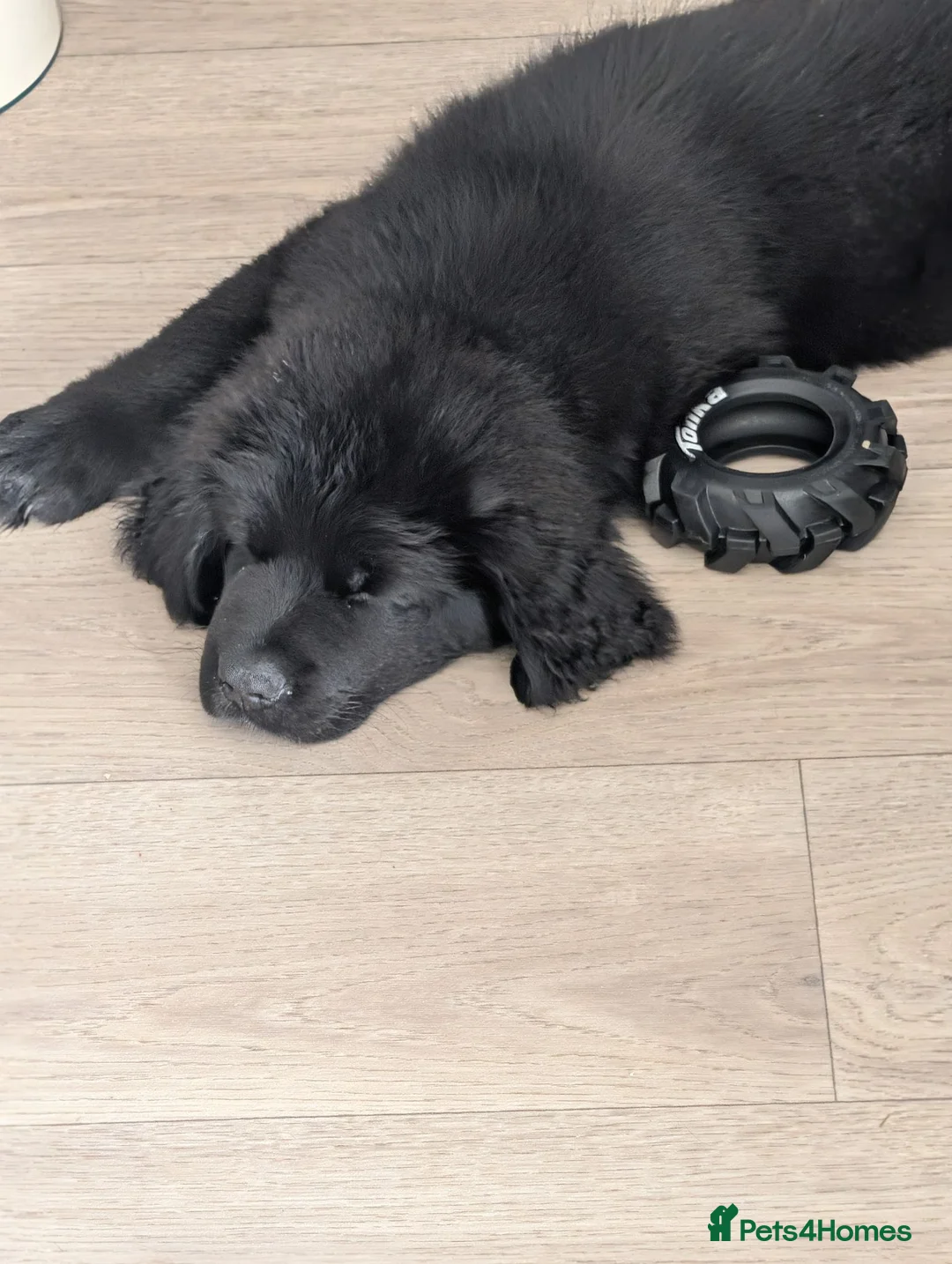 Newfoundland dogs for sale: 9 weeks old Newfoundland puppy  - Advert 2