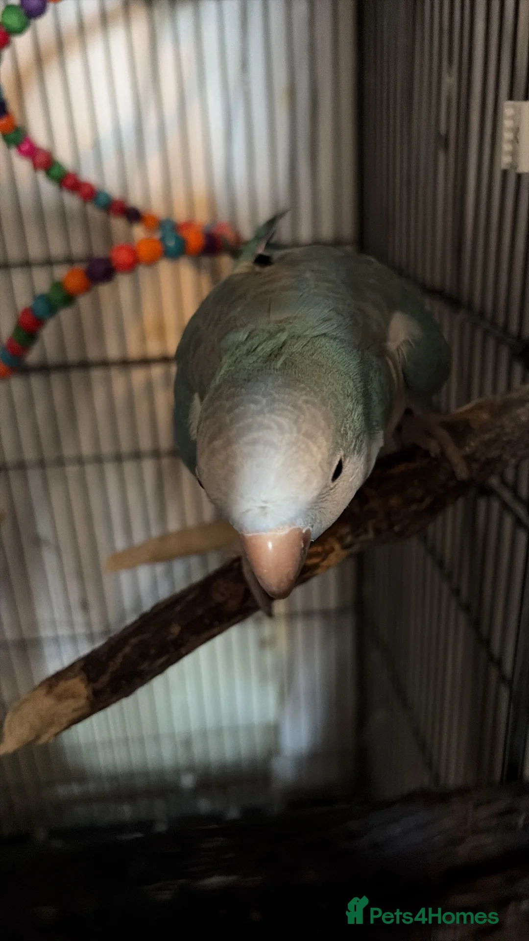 Parakeets birds for sale: Blue Quaker Parakeet (Male 5yrs) in Canvey Island - Advert 2