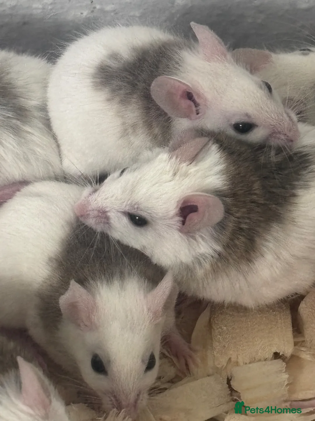 Rat rodents for sale: African soft fur rats  - Advert 2