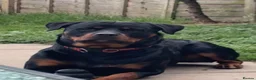 Mixed Breed dogs for sale: Mastiff x Rottweiler pups for sale - Advert 5