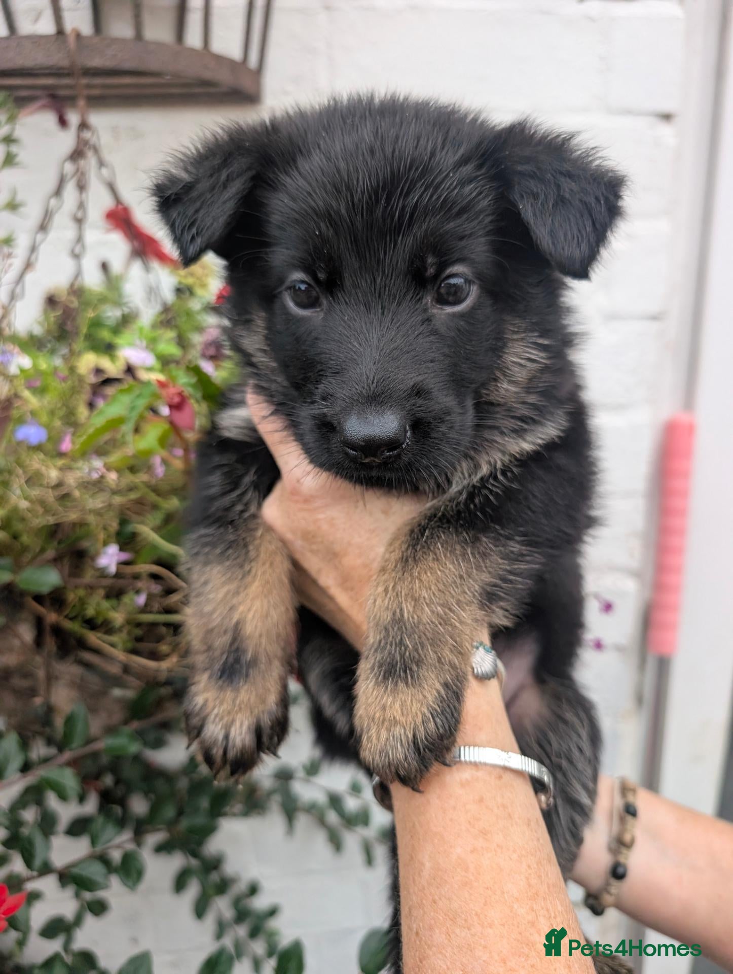 German Shepherd dogs JUST 1 BOY LEFT! 11 Beautiful German Shep Pups - Advert 5