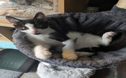 Domestic Shorthair cats for sale: Gorgeous Trio of Kittens to go together - Image 17