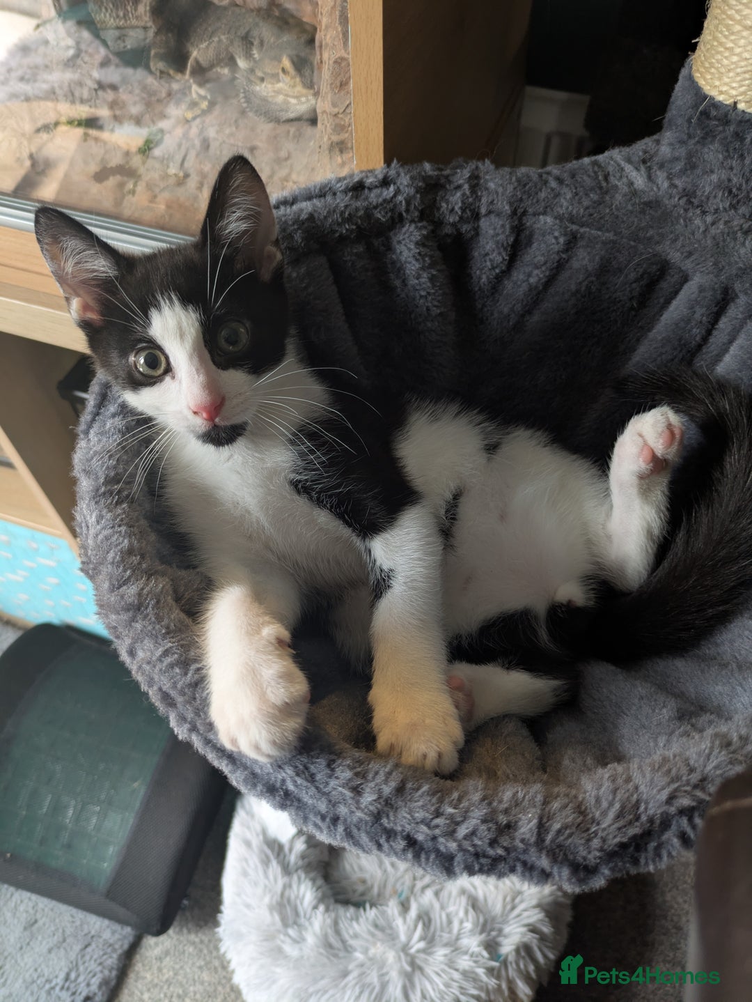 Domestic Shorthair cats for sale: Gorgeous Trio of Kittens to go together - Image 17
