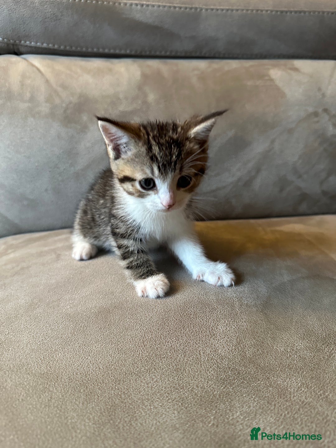 Domestic Shorthair cats for sale: 4 kittens  - Image 4