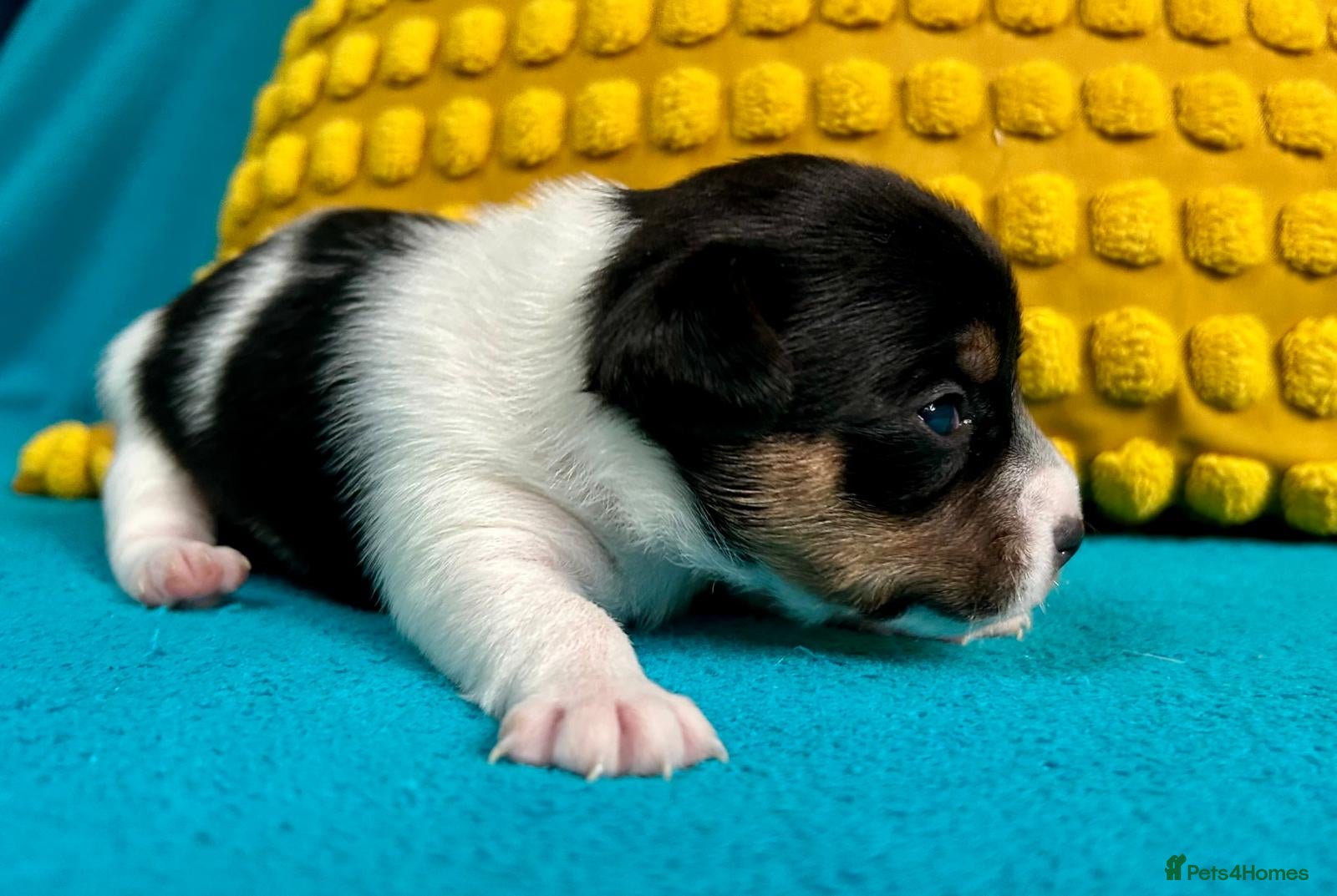 Jack Russell dogs Quality Jack Russel babies  - Advert 2