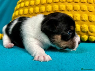 Jack Russell dogs Quality Jack Russel babies - Advert 2