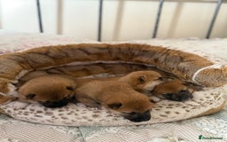 Japanese Shiba Inu dogs for sale: 🧡🦊 Beautiful K.C Shiba Inu Puppies Ready Soon - Image 6