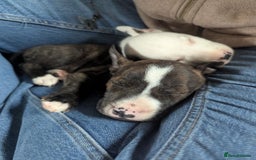 English Bull Terrier dogs for sale: English bull terrier cross staffys - Image 30