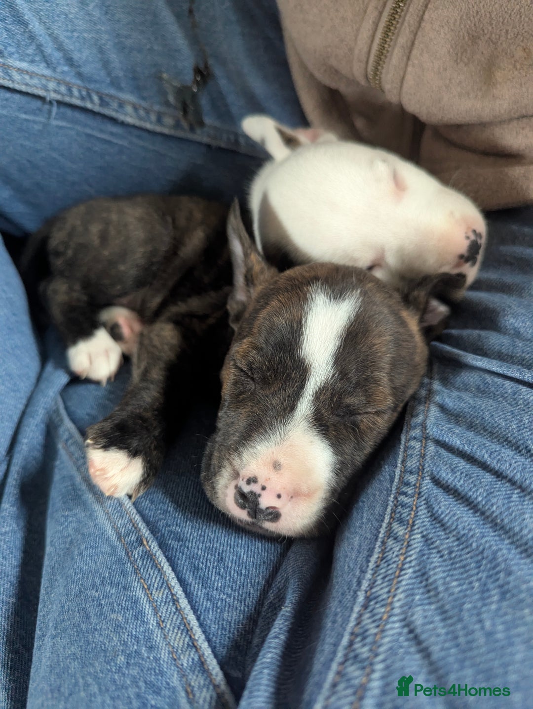 English Bull Terrier dogs for sale: English bull terrier cross staffys - Image 30