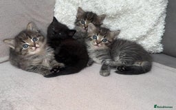 Ragdoll cats for sale: Adorable Ragdoll–Bombay Kittens - Image 9