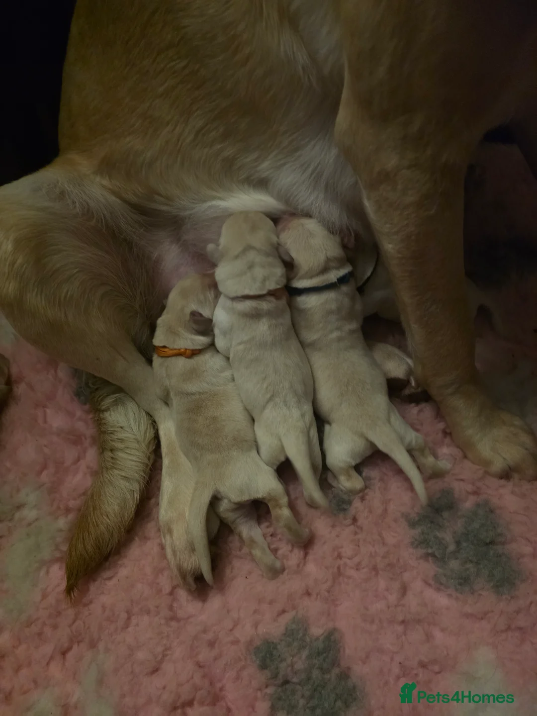 Labrador Retriever dogs for sale: Stunning golden labrador pups from strong lines   - Advert 3