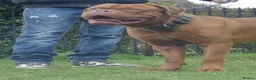 Dogue De Bordeaux dogs for sale: Dogue De Bordeaux females  - Advert 7