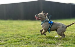 Staffordshire Bull Terrier dogs for sale:  Staffy - Image 7