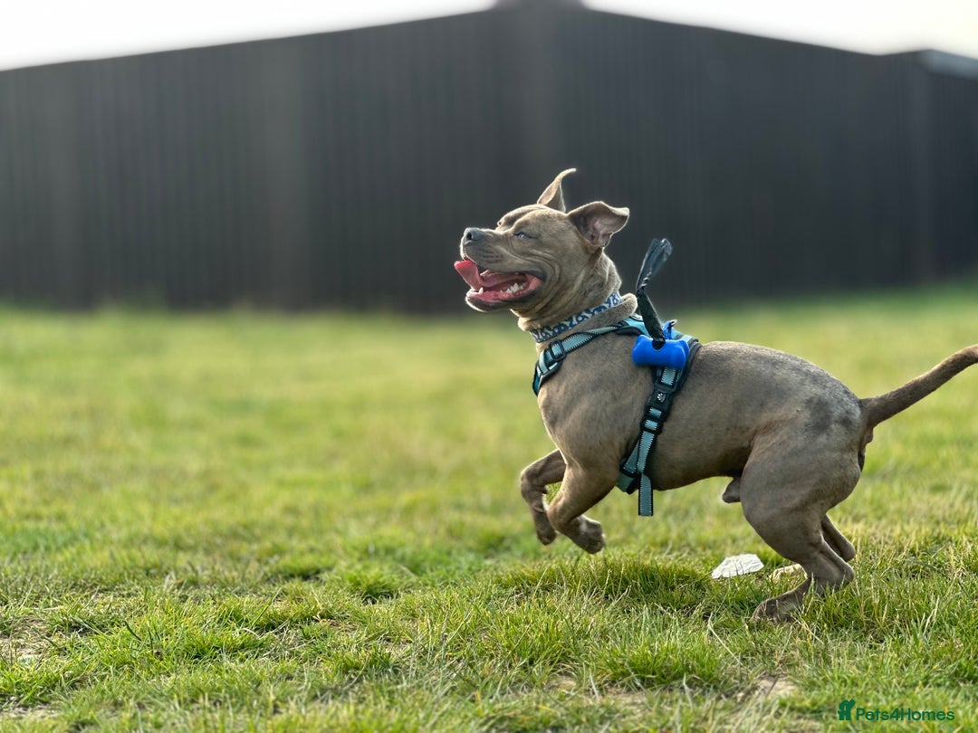 Staffordshire Bull Terrier dogs for sale:  Staffy - Image 7