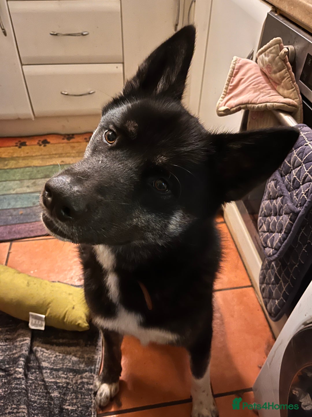 Mixed Breed dogs for sale: Comet - Image 4