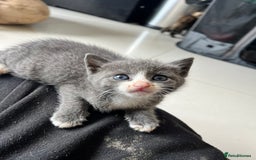 British Shorthair cats for sale: Stunning blue kittens  - Image 4