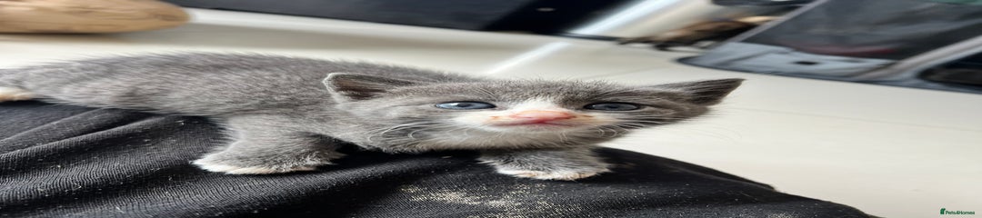 British Shorthair Kitten 2