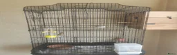Lovebirds birds for sale: 2Lovebird for sell  in Huddersfield - Advert 3