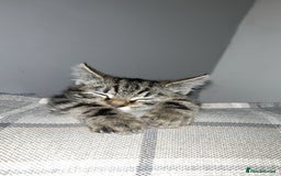 Domestic Shorthair cats for sale: Very loving tabby kitten ready now  - Image 2