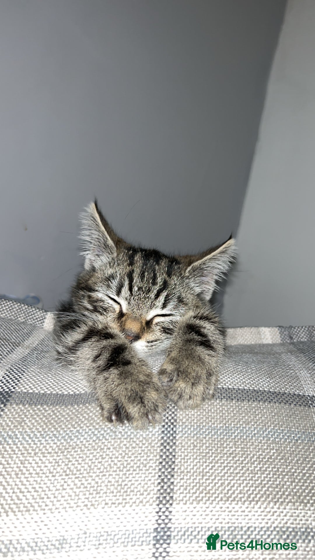 Domestic Shorthair cats for sale: Very loving tabby kitten ready now  - Image 2