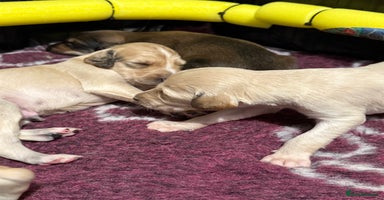 Saluki dogs - Advert 1