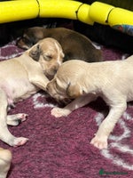 Saluki dogs - Advert 2