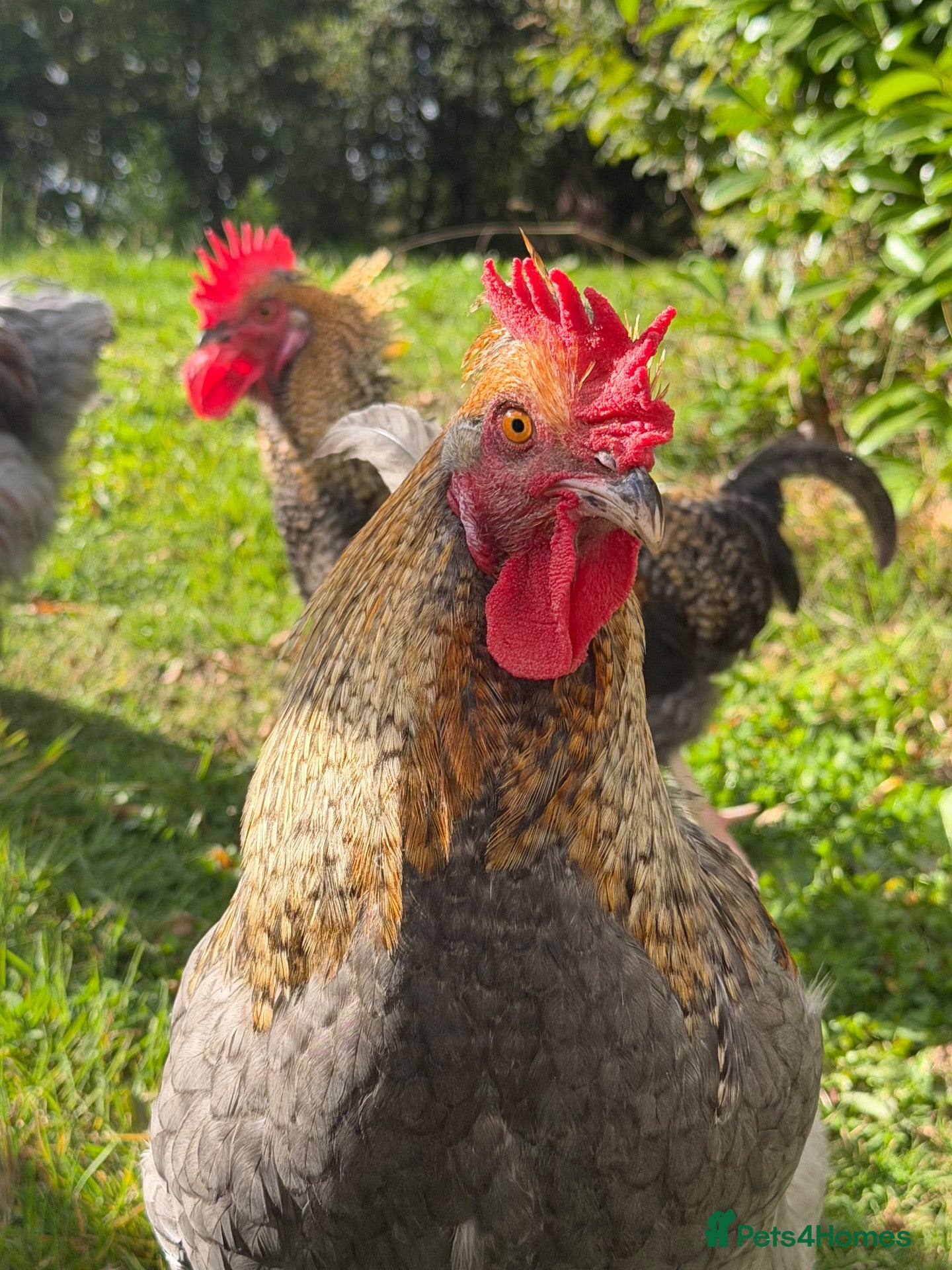 Chickens poultry 3 MarsBar Olive Egger cockerels for sale - Advert 1