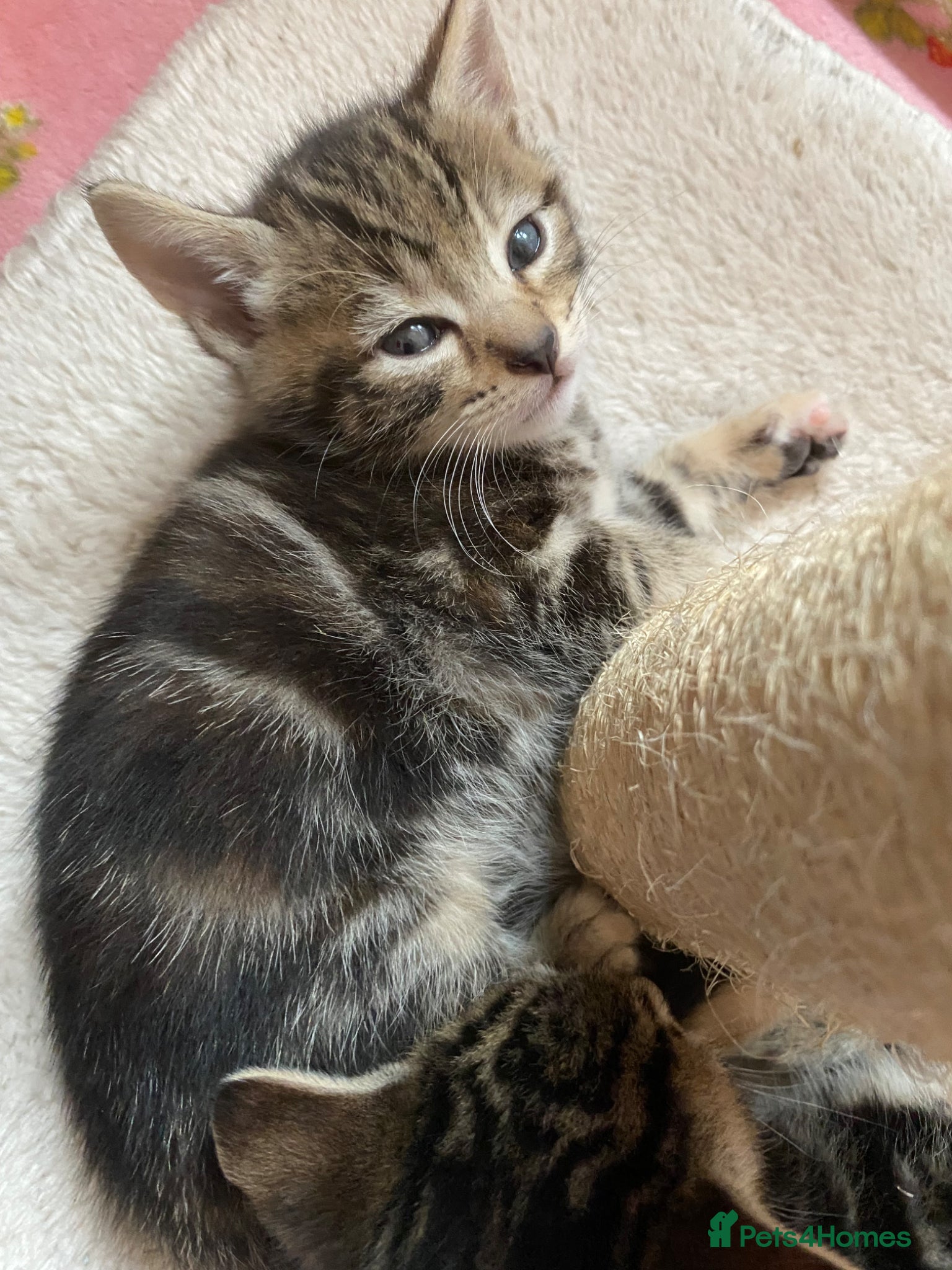 Mixed Breed cats Bengal cross American shorthairxBombay kittens 🐱  - Advert 6