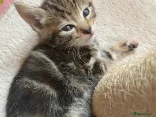 Mixed Breed cats Bengal cross American shorthairxBombay kittens 🐱 - Advert 6