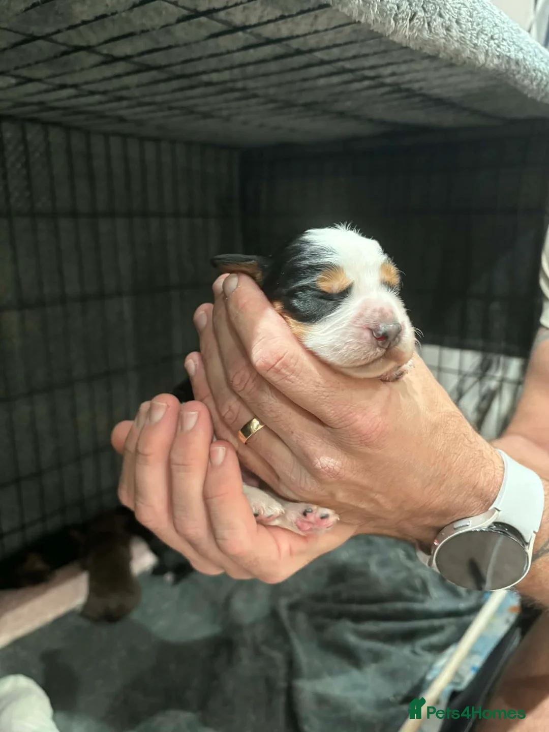 Cocker Spaniel dogs for sale: Stunning mixed colour cocker spaniels - Advert 1