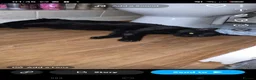 Mixed Breed cats for sale: Black kitten  - Advert 4