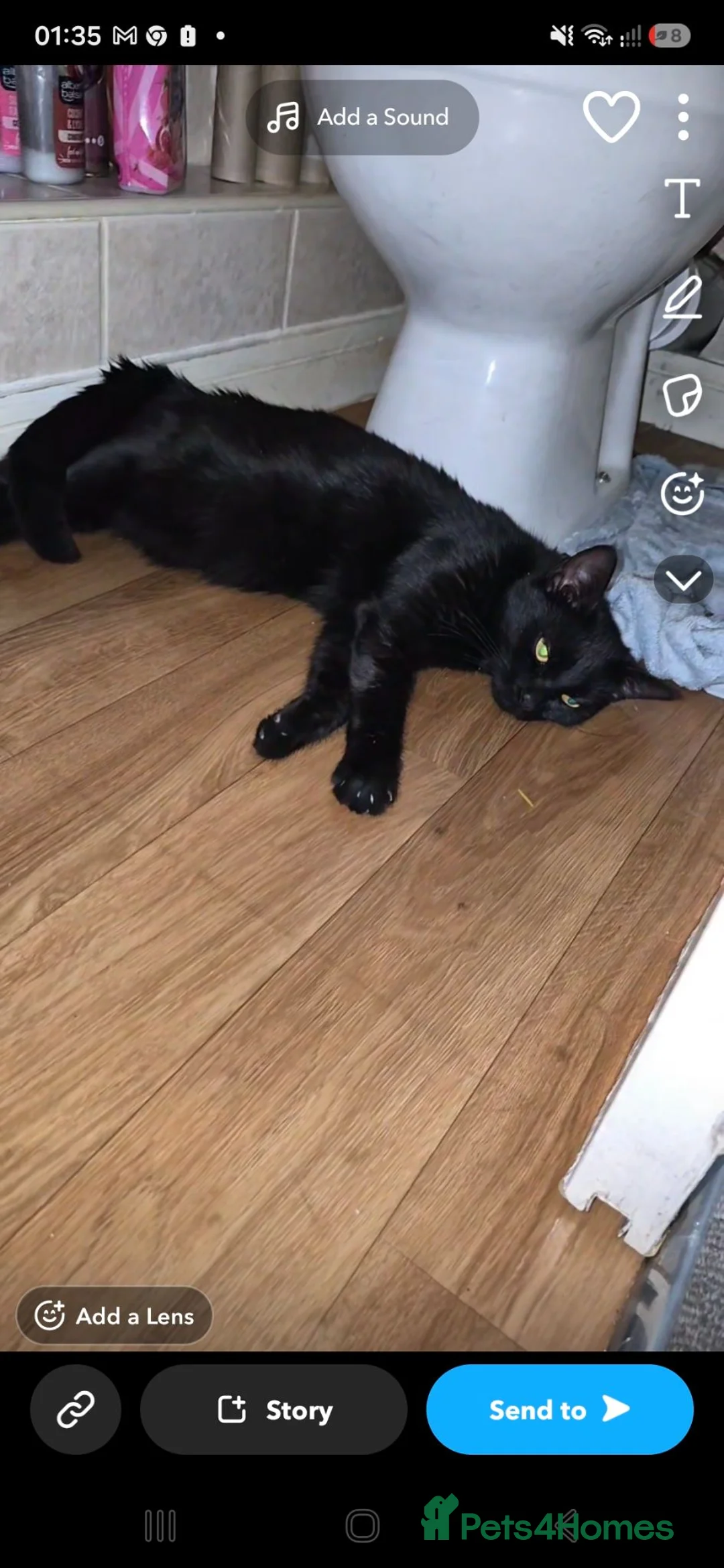 Mixed Breed cats for sale: Black kitten  - Advert 4