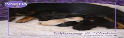 Miniature Dachshund dogs for sale: Luna KC Miniature Dachshund Girl  - Advert 9