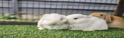 Mini Lop rabbits for sale: Beautiful Mini lops ❤️ - Advert 21