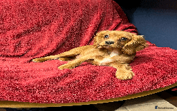 Cavachon dogs for sale: Playful boys ready to go  - Image 7