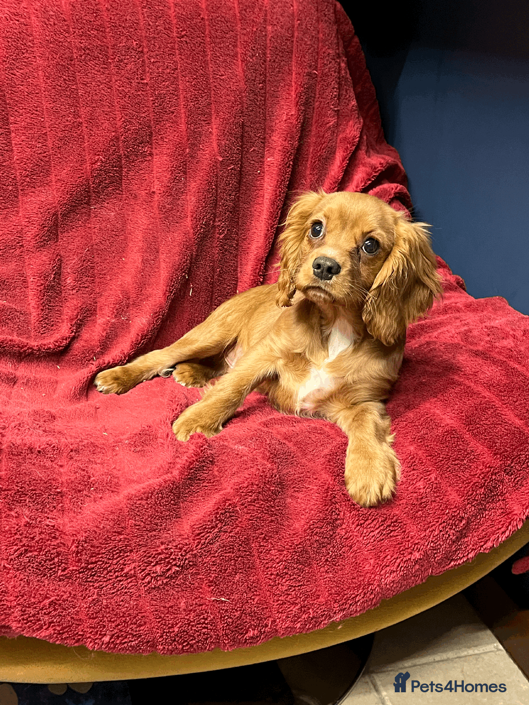 Cavachon dogs for sale: Playful boys ready to go  - Image 7