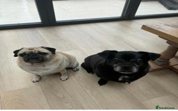 Pug dogs for sale: Chug and pug  - Image 16