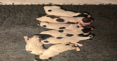 English Springer Spaniel dogs - Advert 3