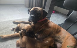 Boxer dogs for sale: KC PEDIGREE BOXER PUPPIES  - Image 1